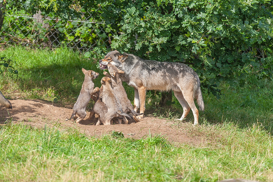 Forvaltningsplanen for ulven meldes klar