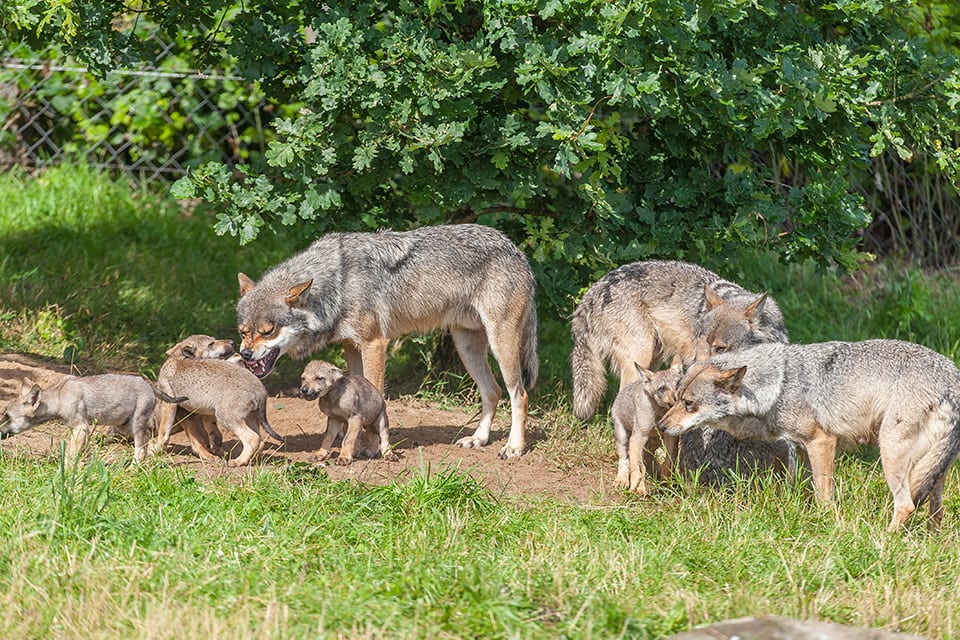 Risiko for ulveangreb minimal