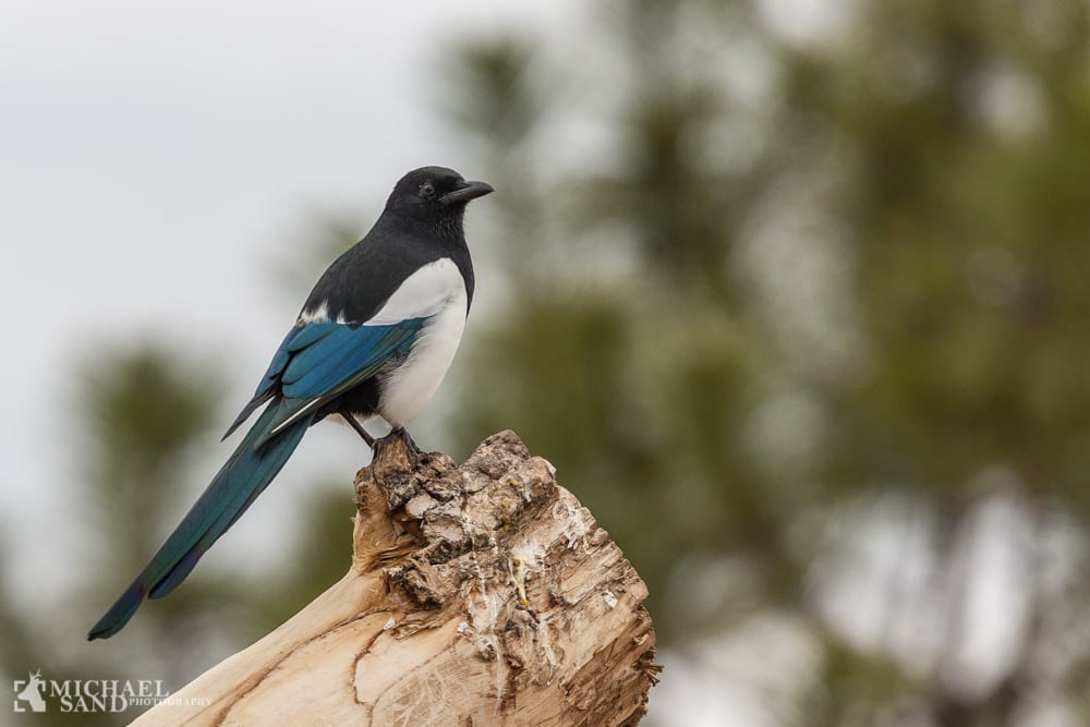 Stort naturområde lukkes nu for offentligheden Naturområde lukkes for offentligheden