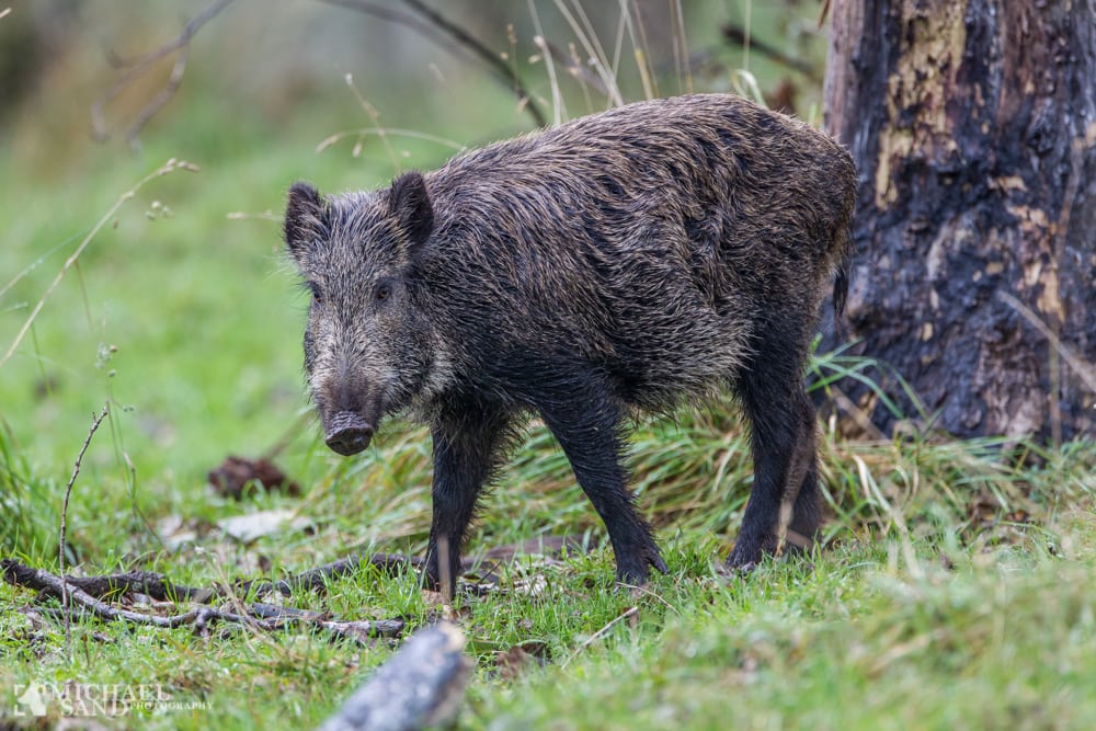 EU udtrykker bekymring over vildsvinehegn