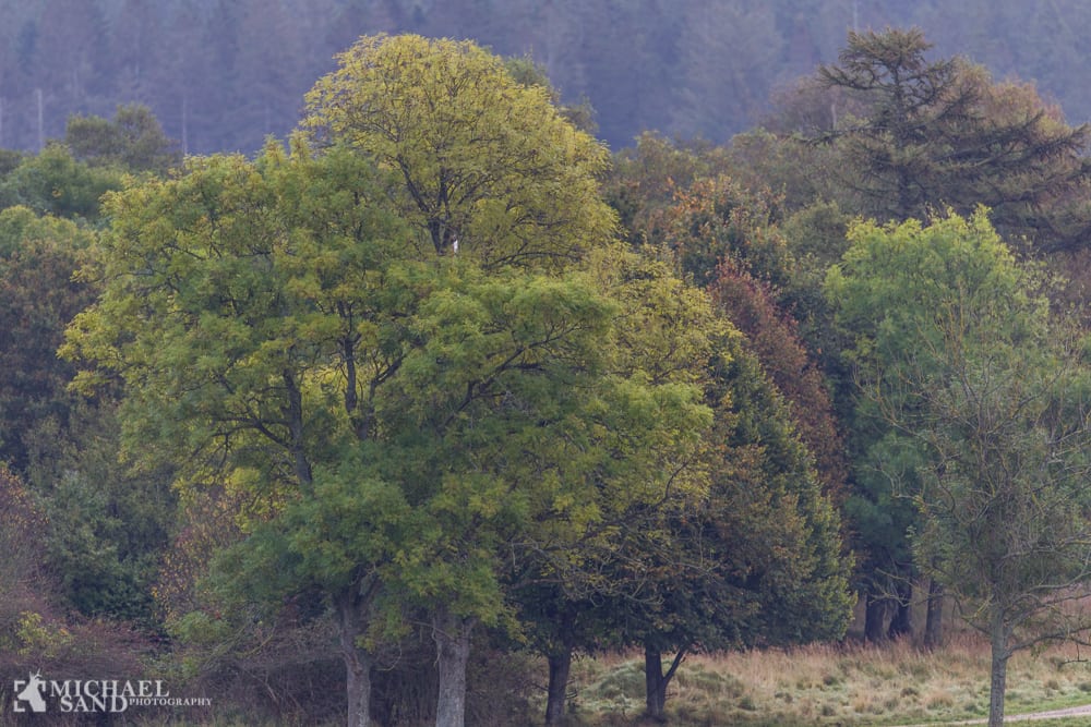 Kend dine vildtplanter: Bøg