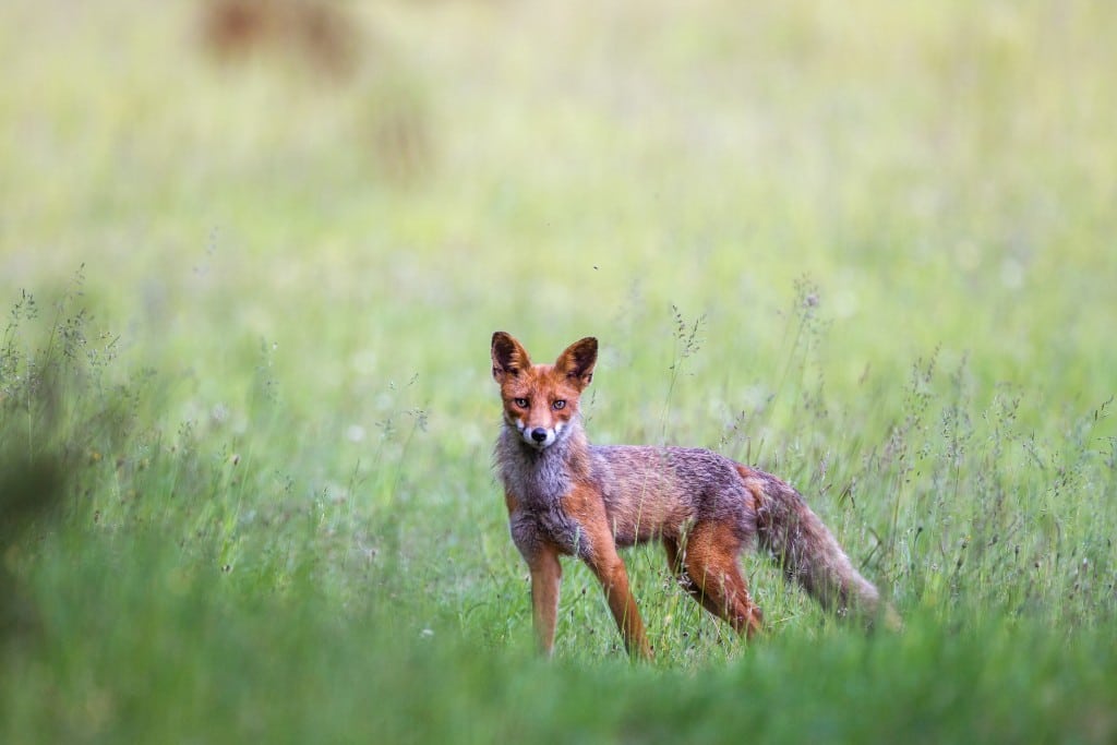 Hvalpesyge blandt rævene