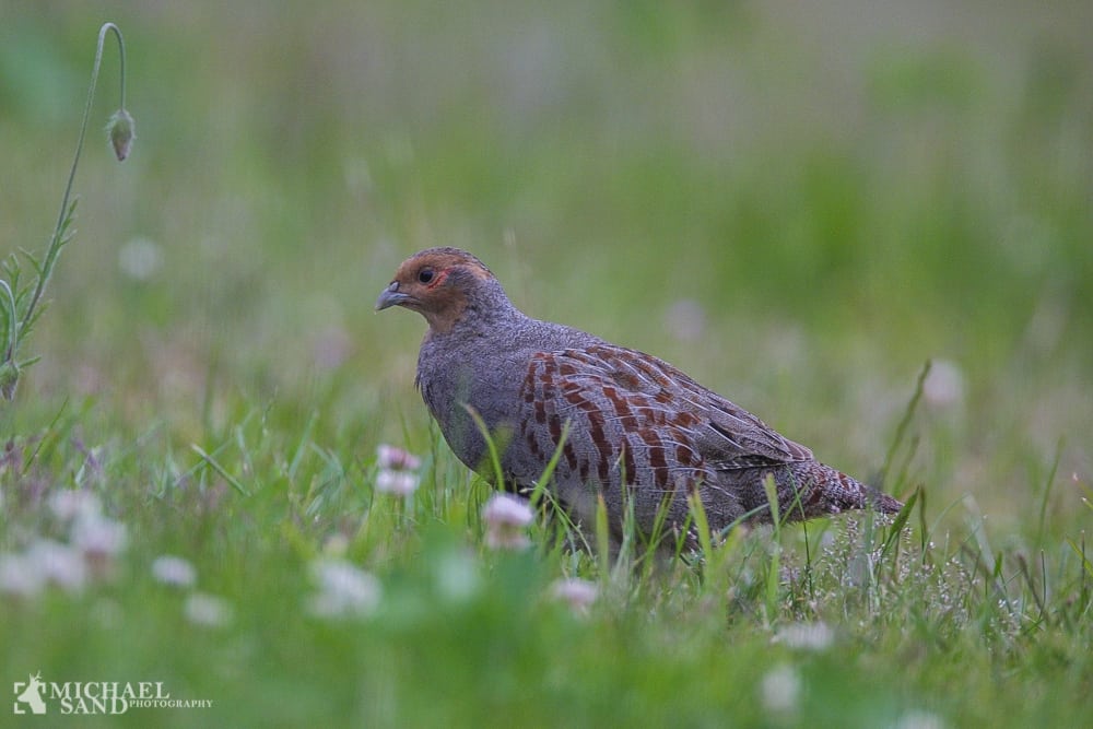 Biotopplaner giver pote