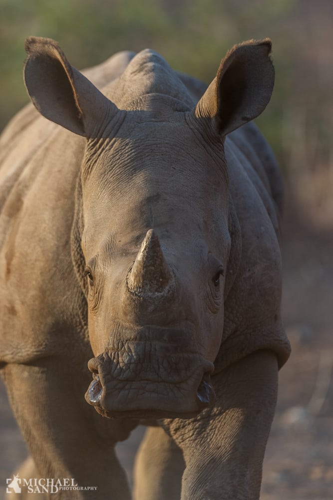 428 næsehorn dræbt af krybskytter i 2013 Krybskytteri næstehorn sydafrika