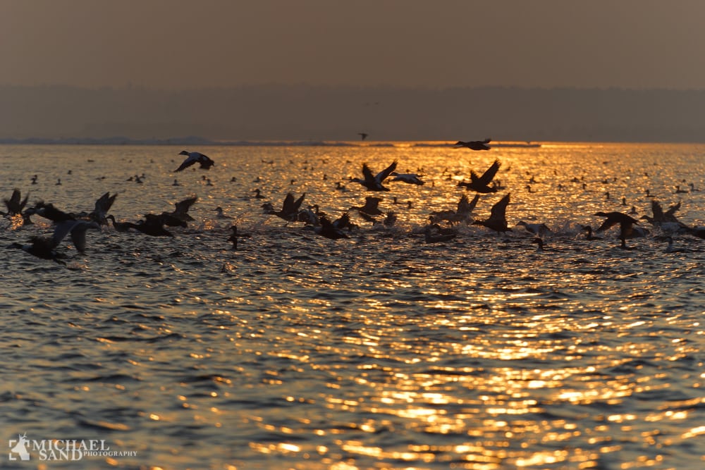Muslingeskrab reduceres i Natura2000 områder DN: Et angreb på naturbeskyttelsen i Danmark