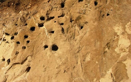 Digesvalen falder kraftigt i antal