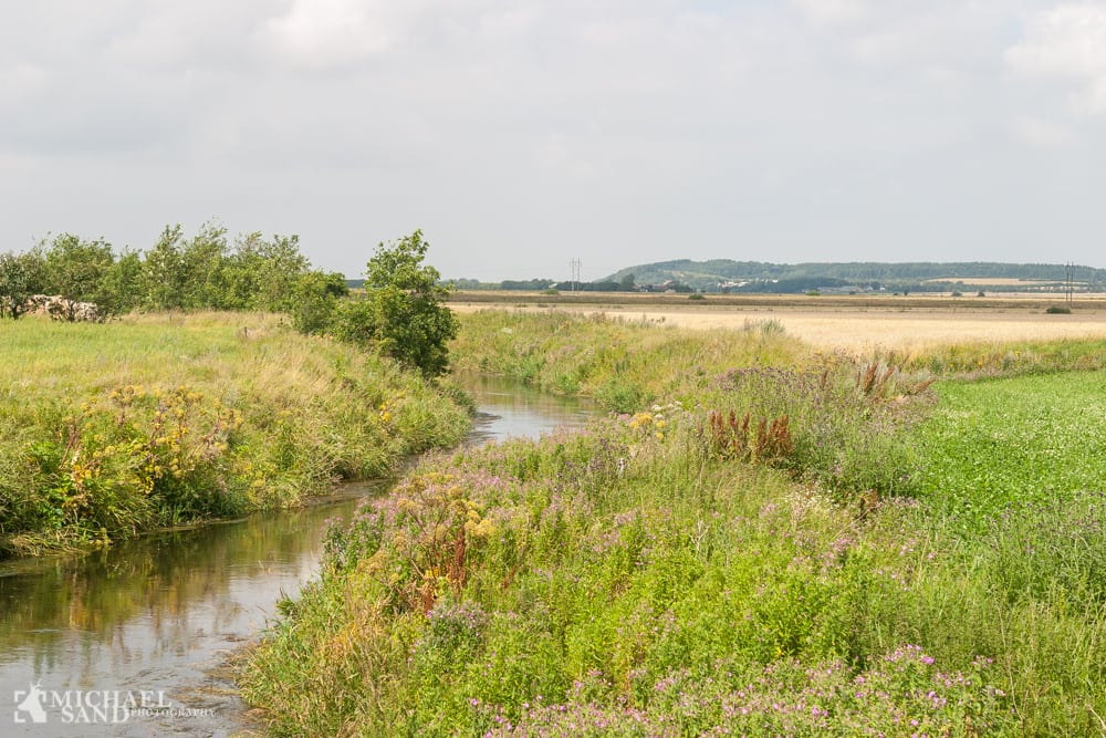 Asiatisk dræberfisk i tilløb til Aarhus Å Asiatisk dræberfisk i tilløb til Aarhus Å