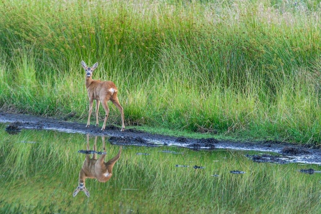 Råvildt og Hortensia … Råvildt og Hortensia