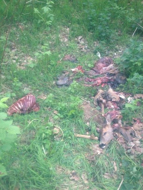 Krybskytter ved Aarhus Lufthavn