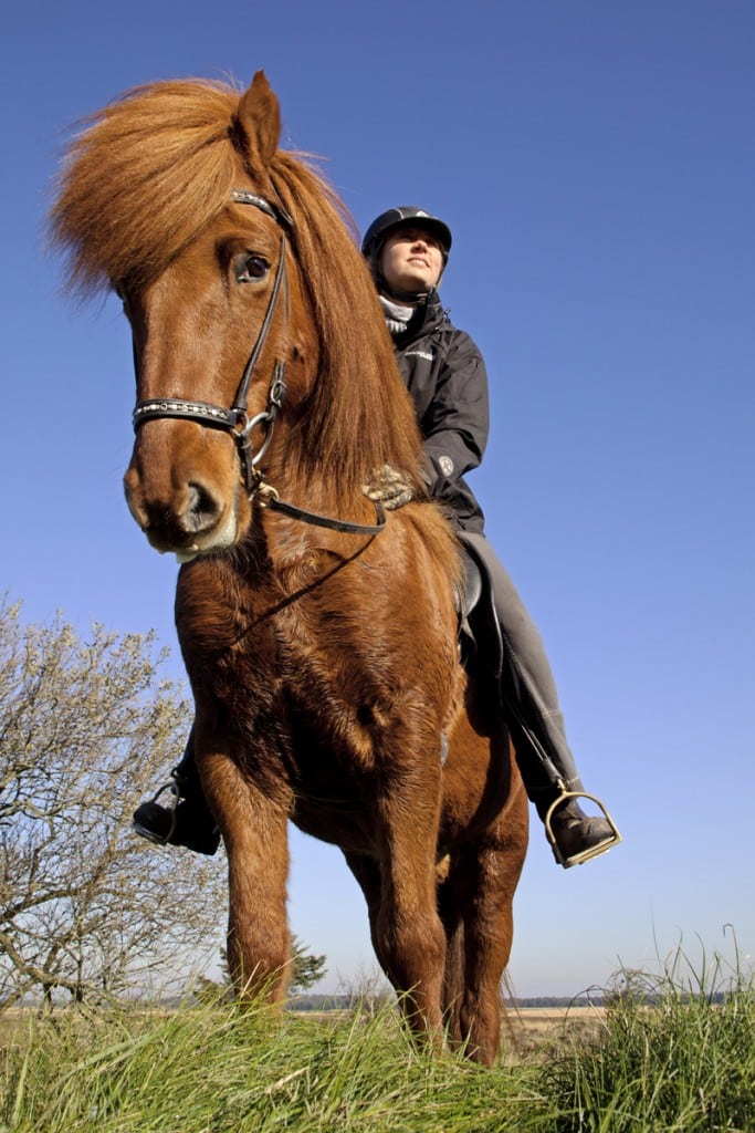 Forsøg med heste på Møn