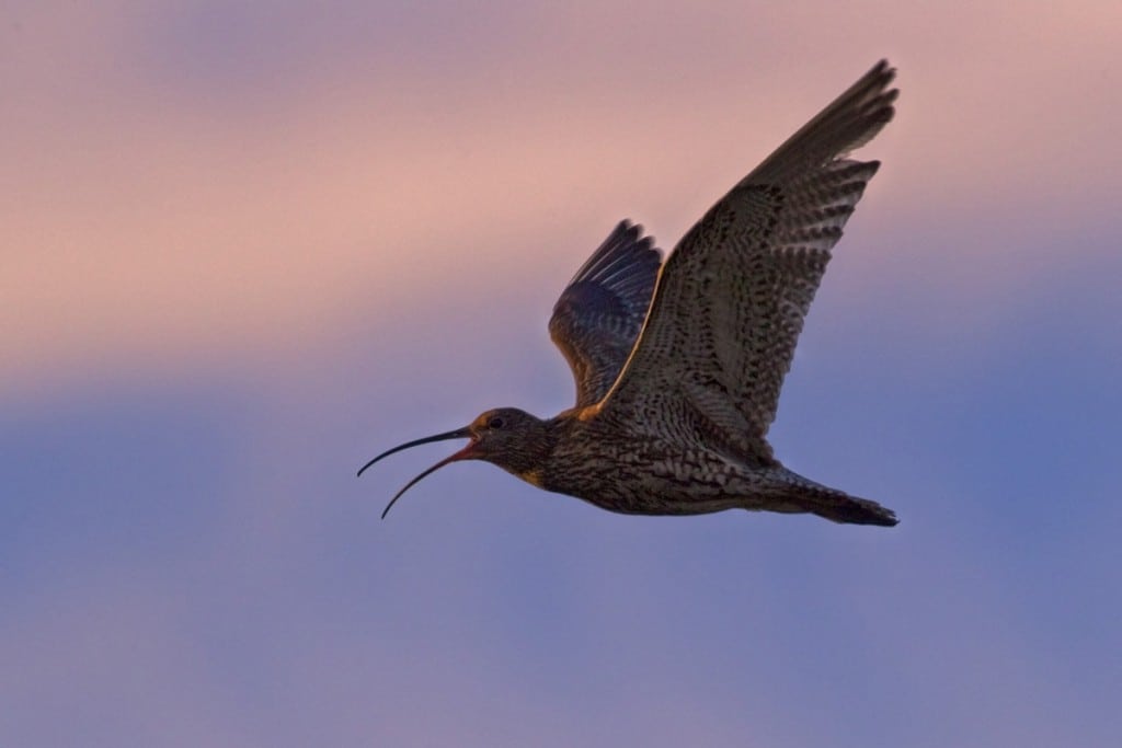 Kom helt tæt på fuglene