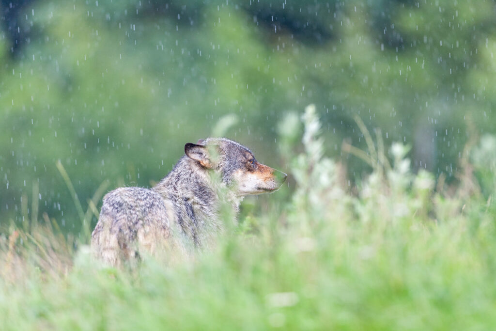 Ulve-demonstrationer fortsætter