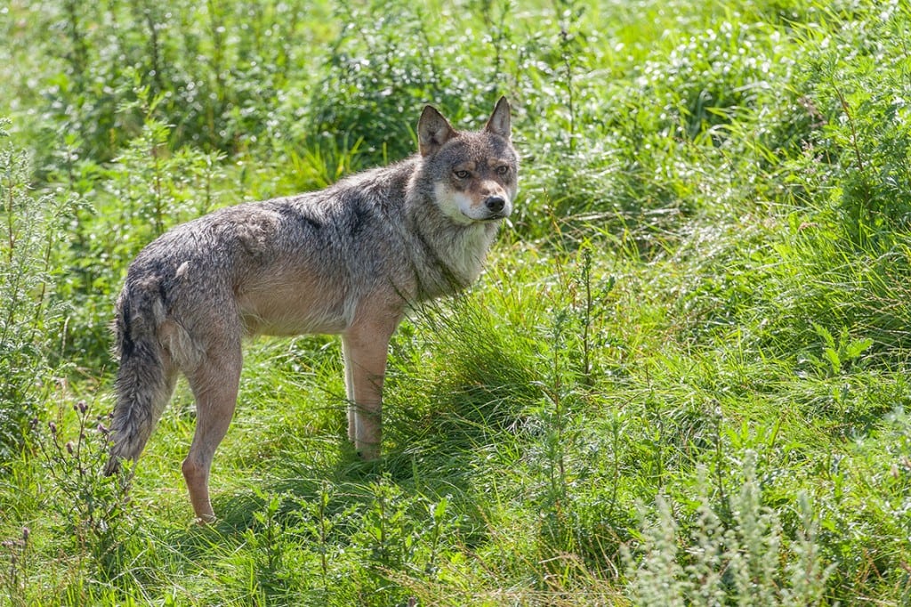 DNA bekræfter ulveangreb