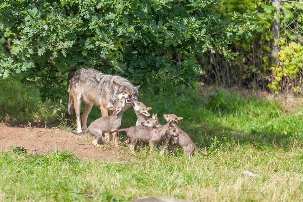 Ulvejagt i Frankrig MG 9649 copy