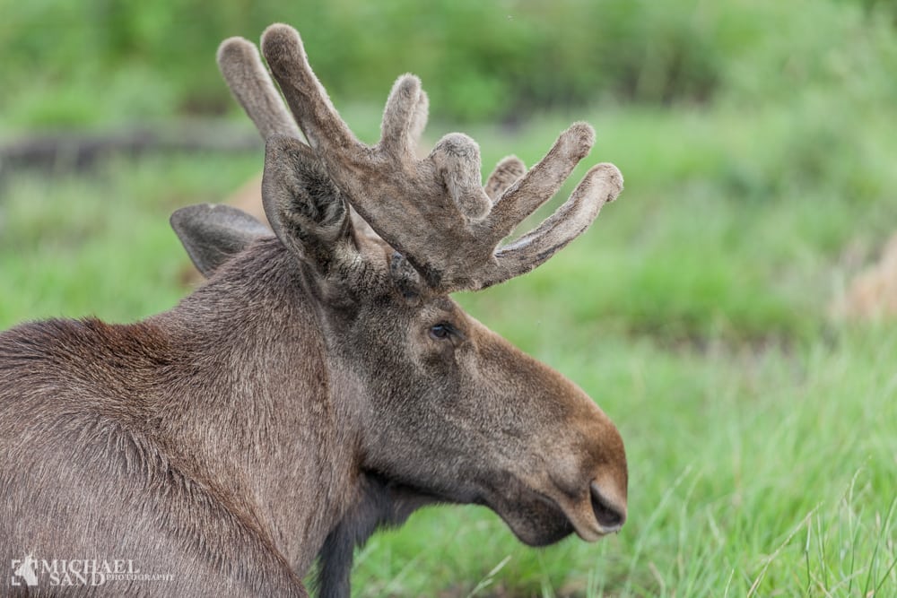 Elgjagt indstilles på 34.000 hektar i Sverige Elgjagt indstilles i Sverige
