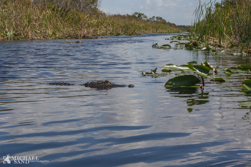 Invasiv kæmpe Phyton fundet i Florida