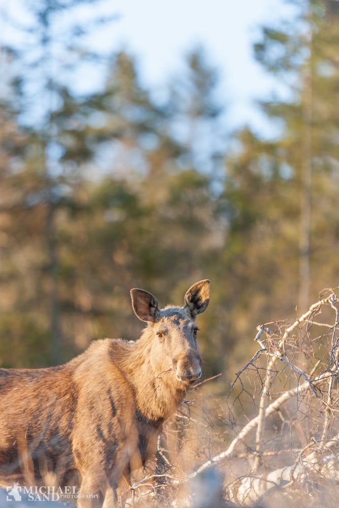 En norsk elgko valgte hovedvej 44, mellem Trollhättan og Vänersborg I Sverige, til at være det helt rigtige sted at nedkomme med sin kalv.