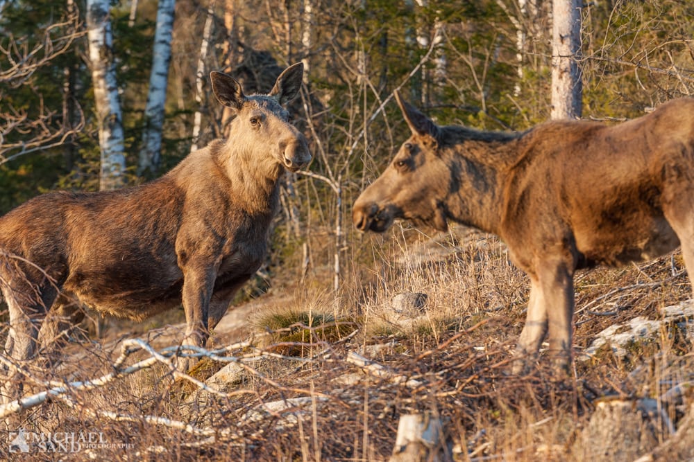 Planer om udsætning af elg i Nordjylland Elg udsættes i Danmark