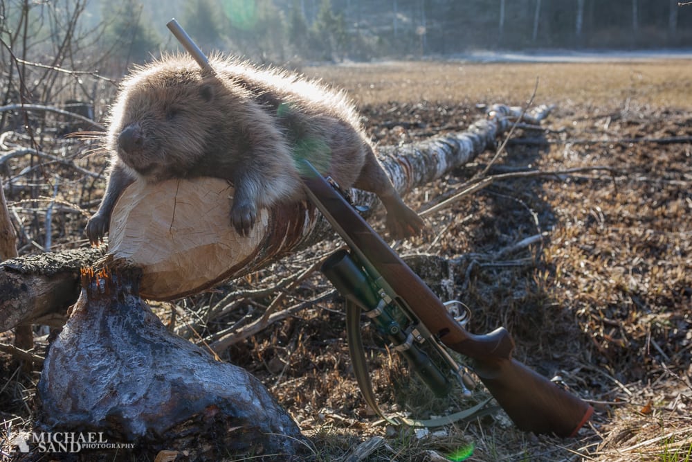 Bæverjagt åbnes nu op i Tyskland Bæverjagt åbnes nu op i Tyskland