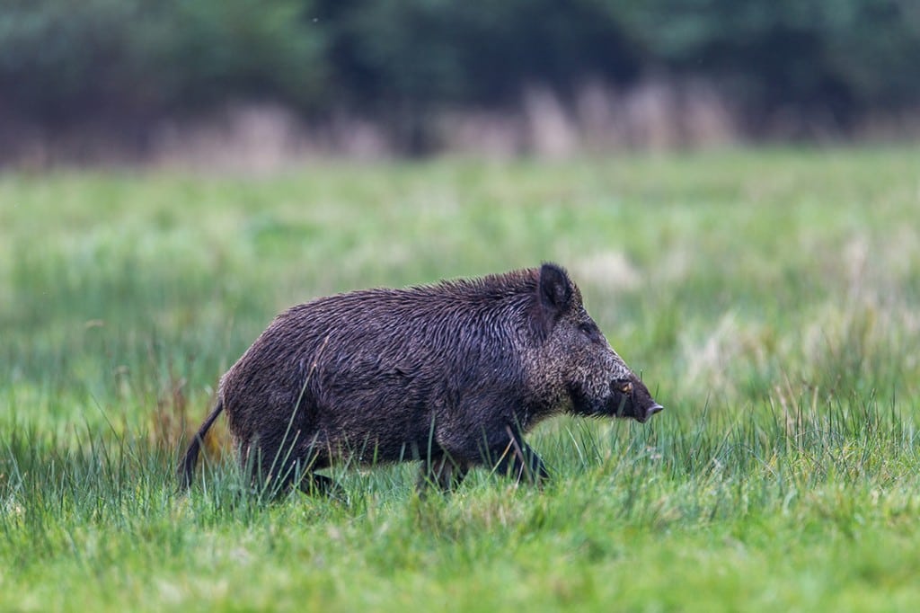 Vildsvinehegnet er nu vedtaget i folketinget