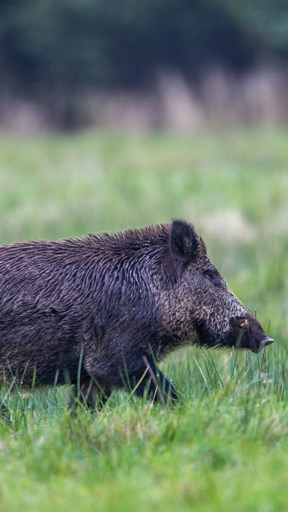 Dagbøder for at holde vildsvin Dagbøder for at holde vildsvin
