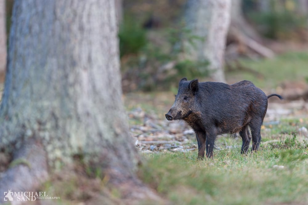 Vildsvin rykker ind sydfra