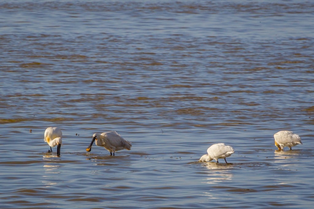 Skestork sætter rekord som dansk ynglefugl