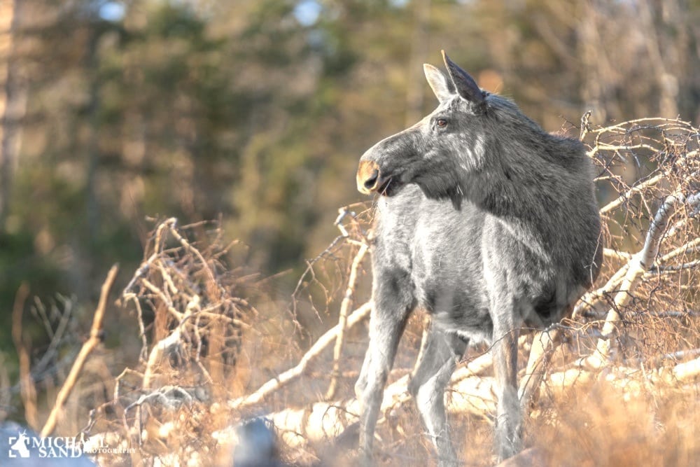 Den hvide elgtyr lever endnu