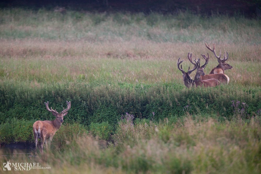Krondyr ikke velkomne på kaserne