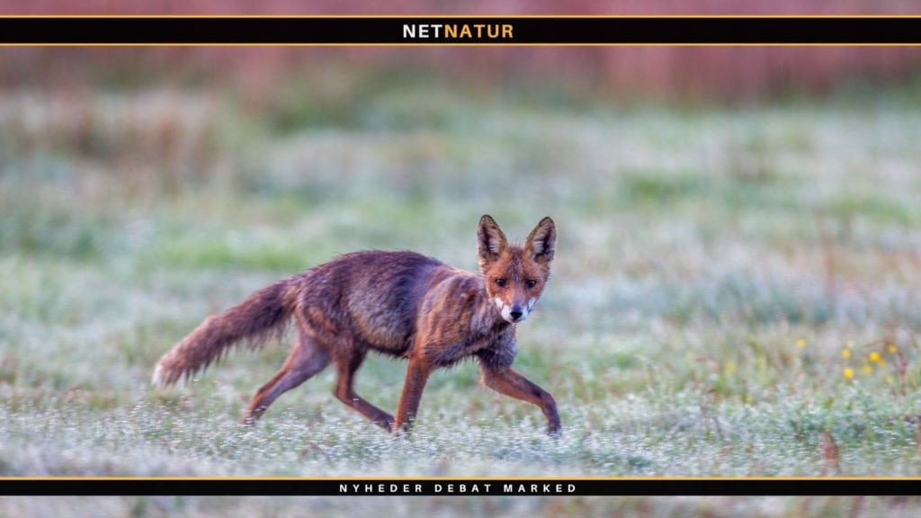 Dværgbændelorm kan medføre døden for smittede mennesker