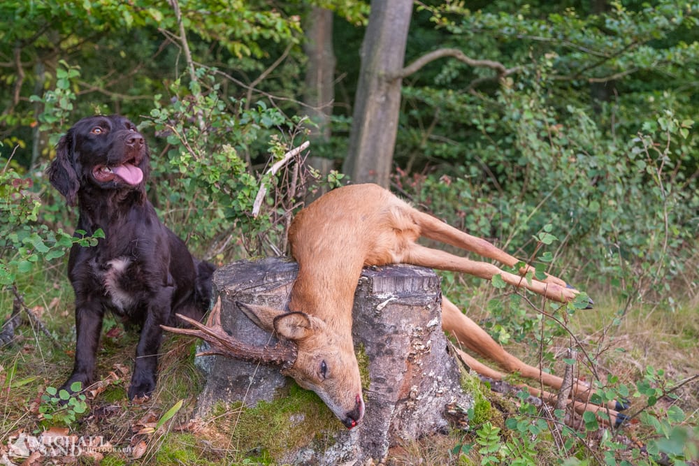 Svensk jagt for svenskere