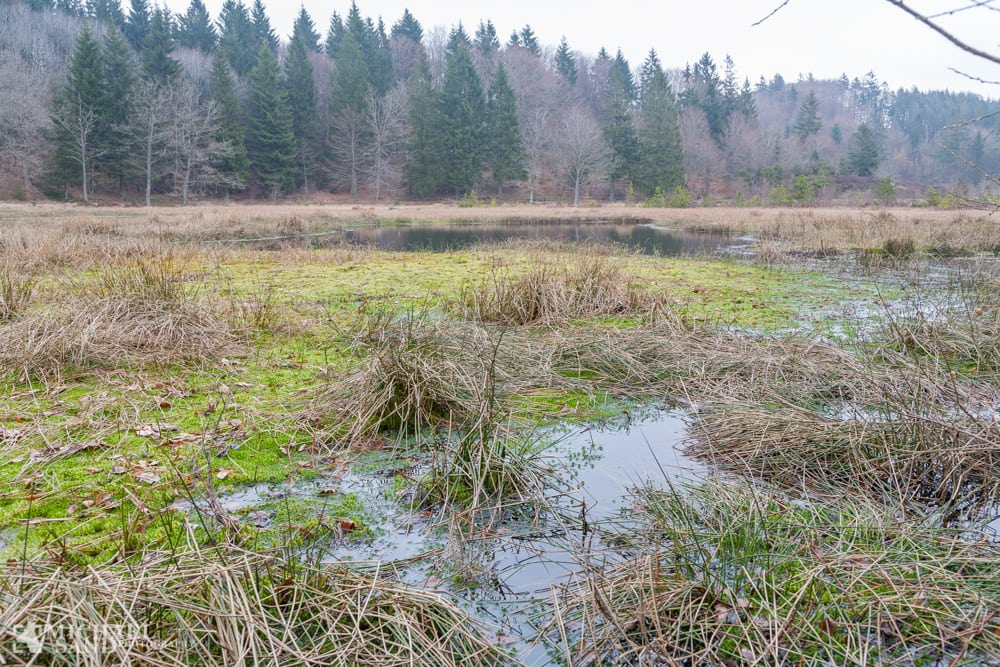 Fængslende naturgenopretning Fængslende naturgenopretning