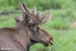 Måske elgen også vil indvandre sydfra