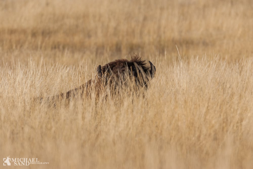 Præriebisonen undgår at blive stemplet som truet Præriebisonen undgår at blive stemplet som truet