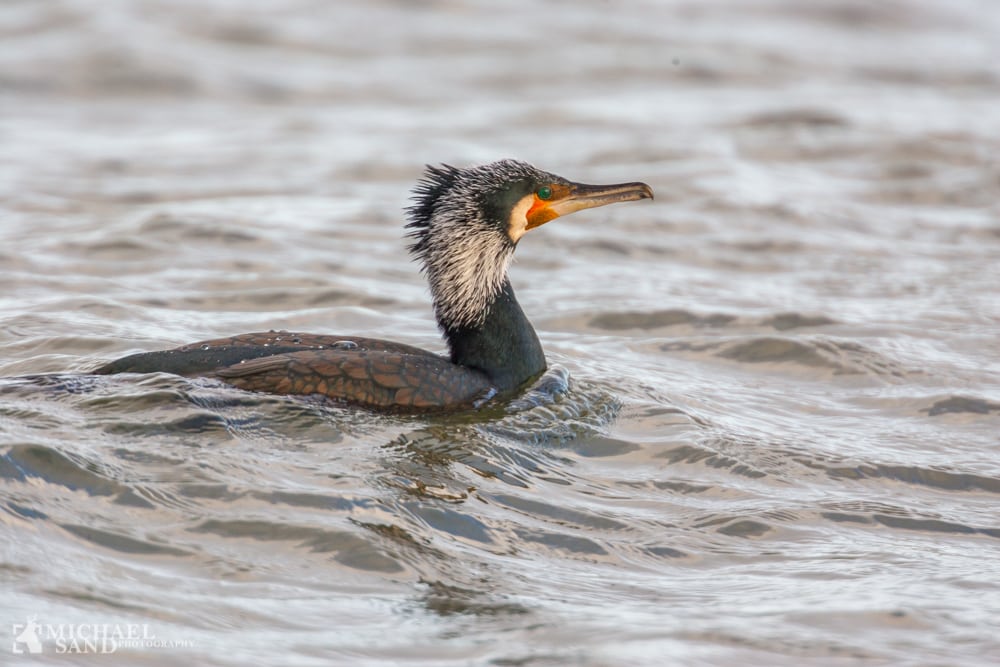 Skarven er en trussel mod ålen