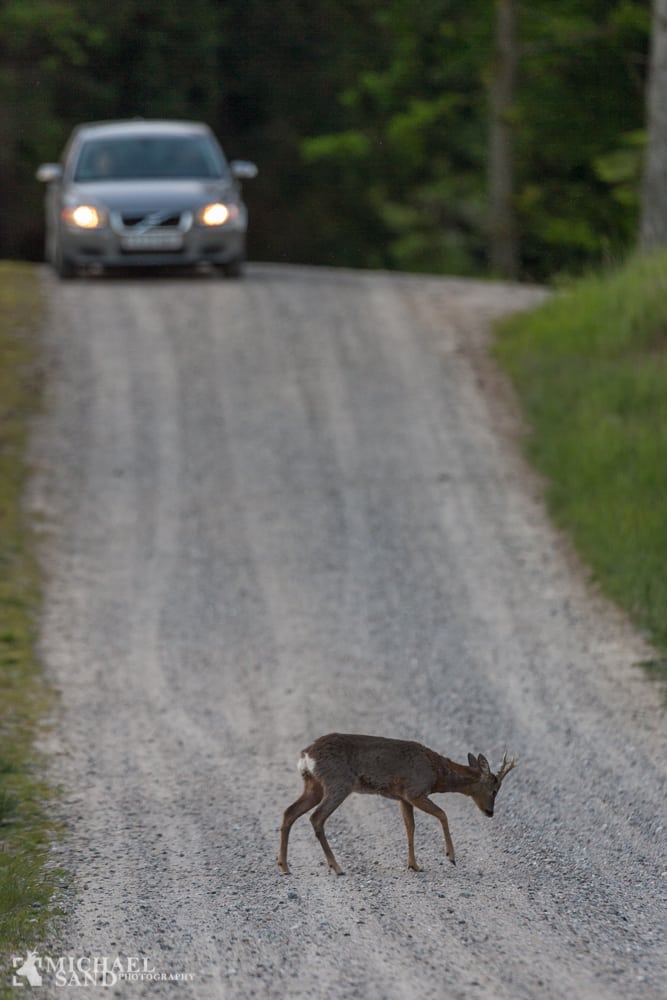 Nyt system mod påkørsel af vildt