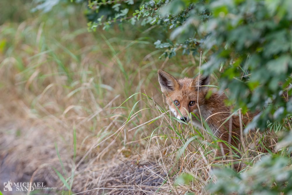 Rævejagt og bjørnejagt for sjov Ræven - passioneret hønsetyv og to udgange