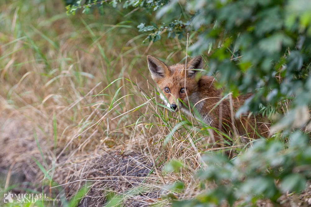 DN: Dyreunger efterlades til sultedøden DN - Dyreunger overlades til sultedøden