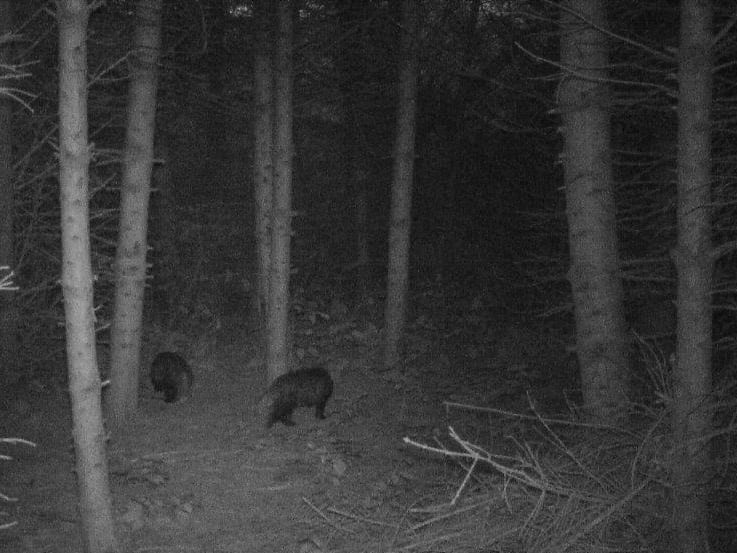 Hvad er fanget på dette vildtkamera?