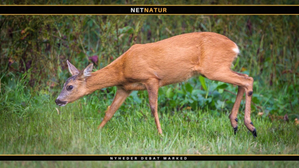 Naturstyrelsen fører Vildtforvaltningsrådet bag lyset i kobbersag
