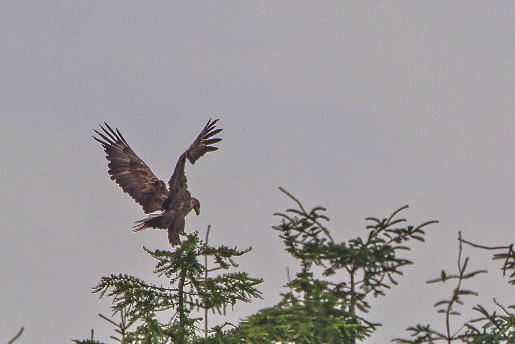 DNA-analyser af fjer har afsløret, at den kongeørn, som i marts 2016 blev fundet død ved Limfjorden, er hannen fra det succesfulde 2015-ynglepar i Tofte Skov i den fredede Lille Vildmose