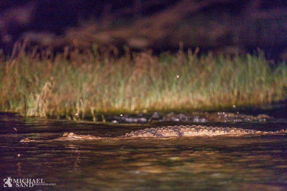 Krokodilleangreb "Down under"