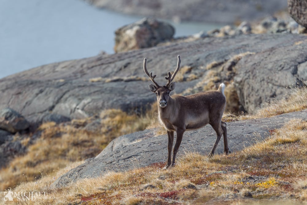 Jagt på rener og moskus starter snart i Grønland