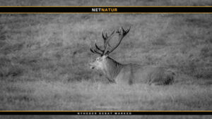 Jæger overtrådte adskillige love