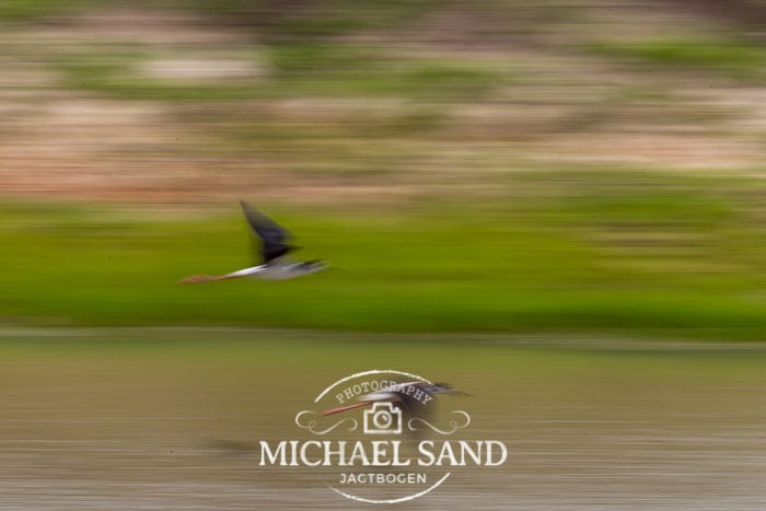 Stylteløbere får unger på vingerne