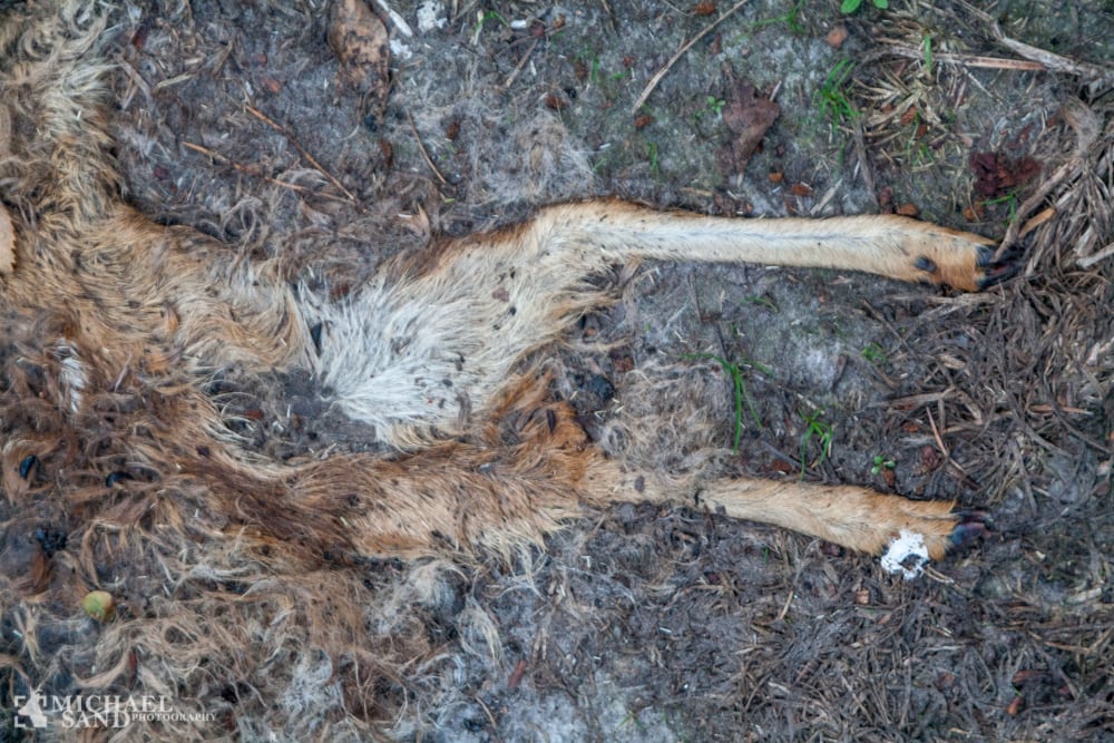 Naturstyrelsen fører Vildtforvaltningsrådet bag lyset i kobbersag