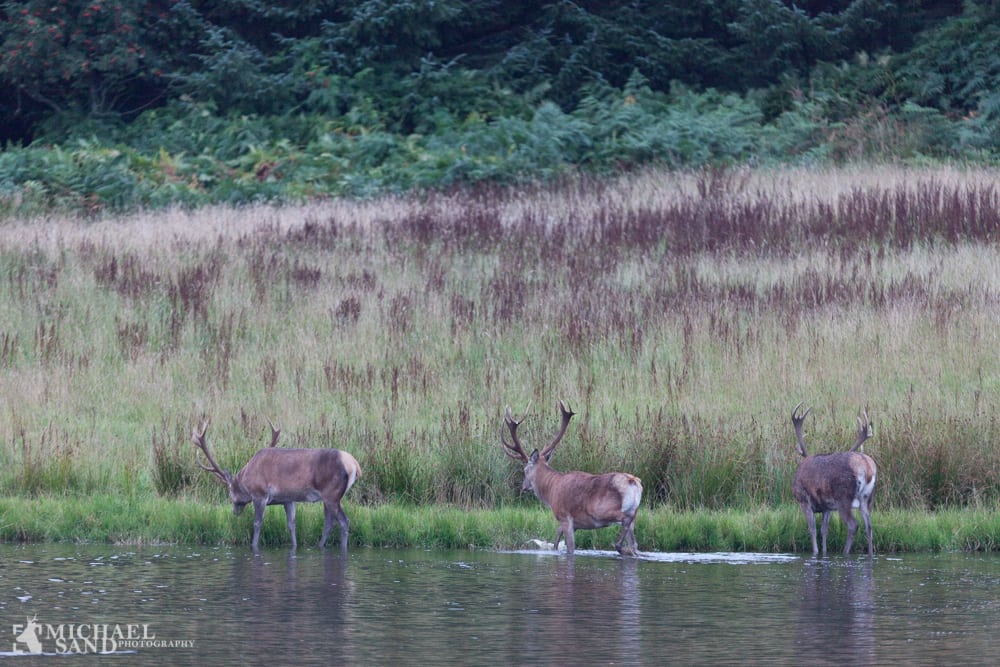 Vildmosen får international hæder