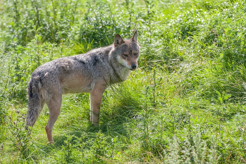Skabsramte ulve kurerer ofte sig selv