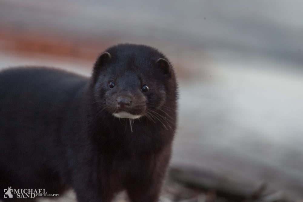 Revirpleje: Bekæmpelse af mink