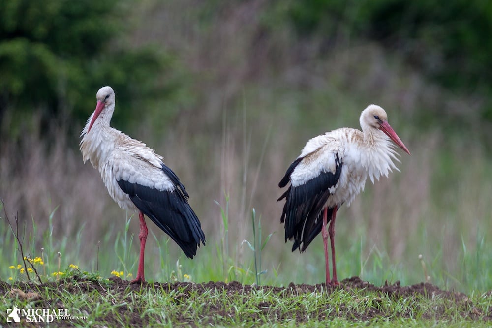 Storken vender tilbage til Danmark Stork